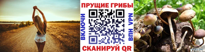 где продают   Сертолово  Галлюциногенные грибы Cubensis 