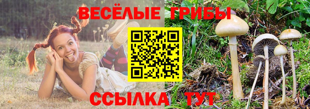 Псилоцибиновые грибы Cubensis Сертолово