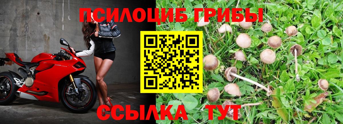 Псилоцибиновые грибы Psilocybe  где продают   Вход с VPN  Сертолово  Галлюциногенные грибы GOLDEN TEACHER 
